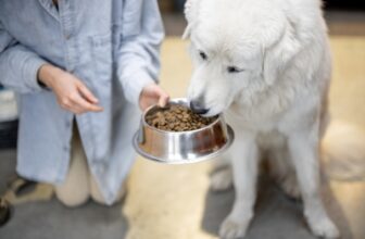 Can Dogs and Cats Eat Without Chewing?
