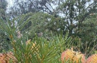 Possum Valley Animal Sanctuary Inc.: Autumn in the Valley