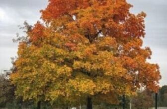 7 Best Shade Trees for Oregon