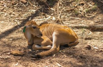 Baby Elands Born at Taronga Western Plains Zoo