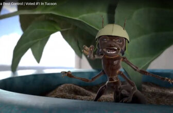 Carpenter Ants vs Termites: Spot the Difference Arizona Pest Control
