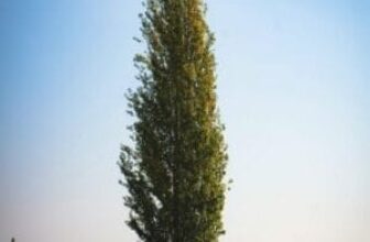 7 Fastest-Growing Trees in Oregon – Fast Growing Trees Pacific Northwest