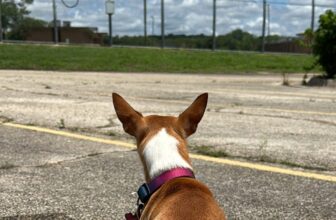 BARK Dorm At Gainesville State School Gains Permanent Mascot