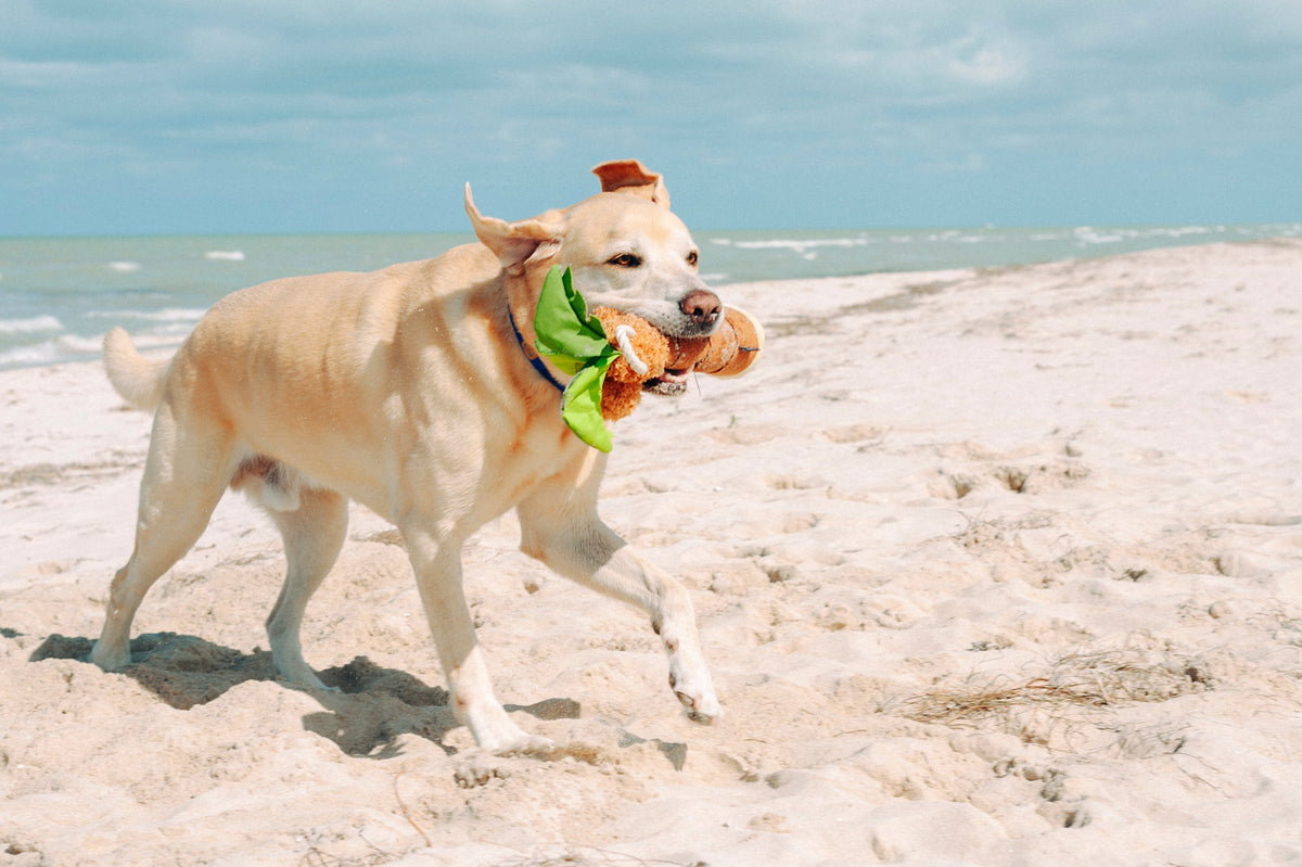 Summer Pet Essentials for Longer Days, Outdoor Adventures, and Endless – Play Pet Brands