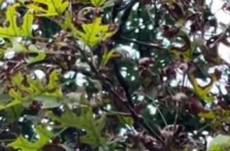 Waterlogged Tree Roots & Bacterial Leaf Scorch Treatment in Arlington TX