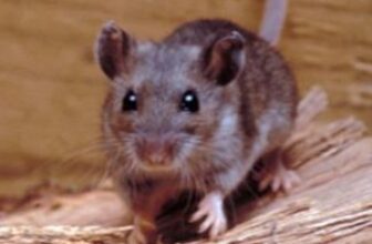 What to Do When Mice Are in Your Walls