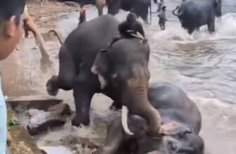 Mother Crushed to Death by Elephant at Bathing Operation in India