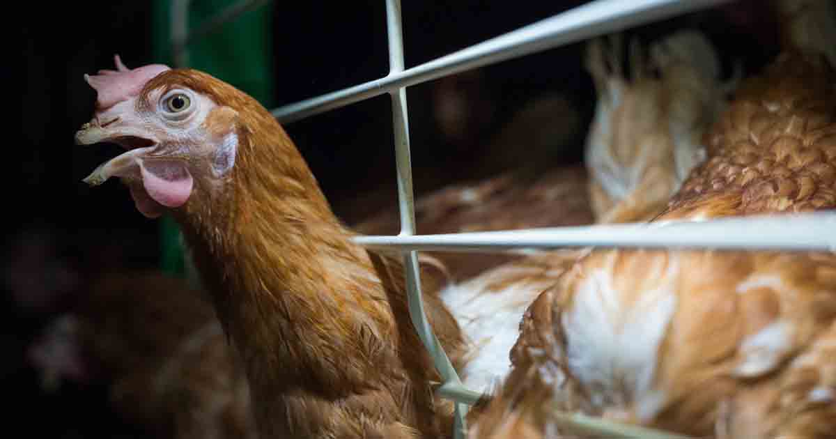 Federal lawsuit challenges Michigan cage-free egg law