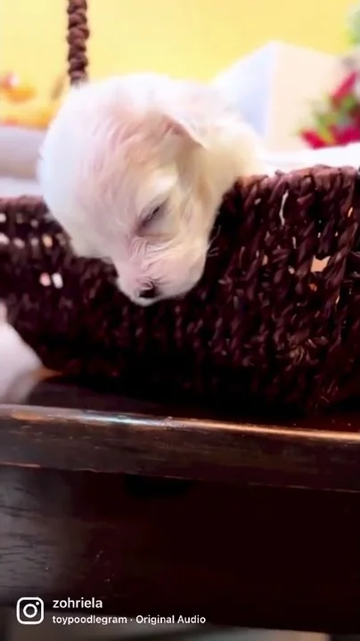 3 week old Maltese saying hello to you.