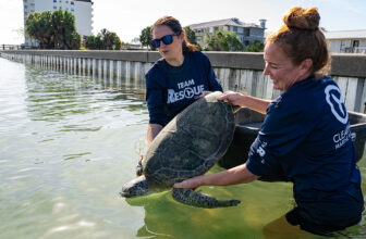 “Jupiter” the Green Sea Turtle Released by CMA After Successful Treatment for Fibropapillomatosis