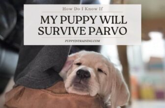 How Do I Know If My Puppy Will Survive Parvo – Beating The Odds