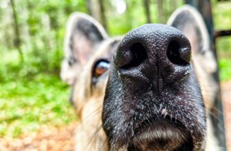 AI Smart Locks Are Getting Better at Pet Recognition