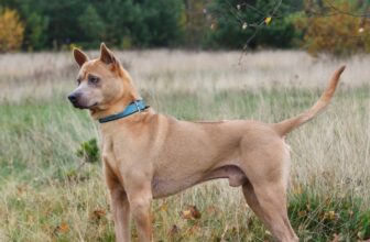 17 Black Skinny Dog Breeds: Lean and Dark Beauties