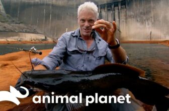 Can Jeremy Uncover this Deadly INVISIBLE Predator?! | River Monsters | Animal Planet