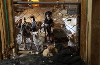 Op Little Dogs Big Hearts: the rescue of over 140 chihuahuas and other animals from neglect.