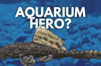 The Importance Of Armored Catfish In Aquariums: A Complete Guide For Fish Keepers