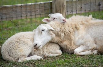 Four Rescued Duos That Show Why Family Should Be Forever