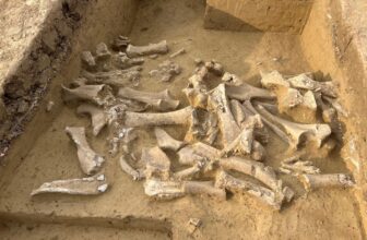 Ice Age Humans Mostly Killed Female Woolly Mammoths, Suggests Ancient DNA