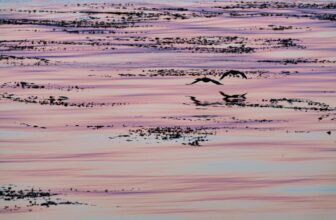 Monterey Bay Aquarium — Protect California’s coasts!
