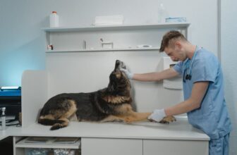 5 Warning Signs Your Dog Needs to See the Vet