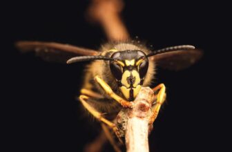 Not All Stingers Are Created Equal — A Guide to Stinging Insects in North Carolina