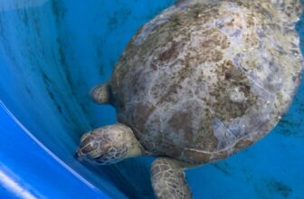 Sea Turtle Hospital Patient – Xanthus