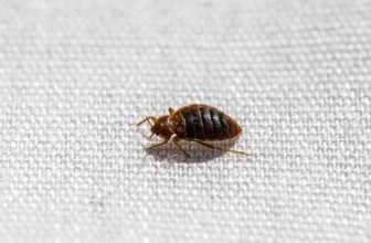 Bed Bugs: A Persistent Problem in India – Blog