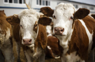 Brazilian beef methane reduction pilot generates first inset credits