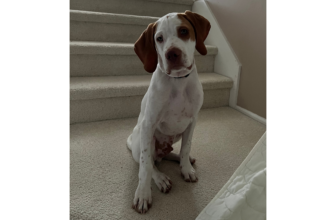 Leadership Lessons Learned from Our Puppy