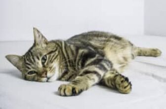 Homeward Pet | How to Know If Your Cat Is Sad