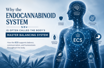 Why the Endocannabinoid System Maintains Balance