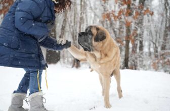 Farewell, Sulley – My Healer, Protector, And Silent Witness