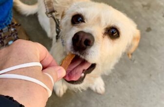 How Dogs Take Treats – San Francisco Dog Trainer The Pooch Coach