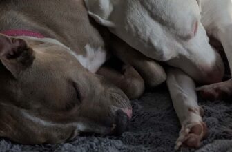 The Things I Lost – Oh My Dog!