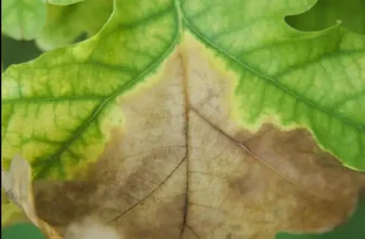 Oak Wilt In Ohio Guide