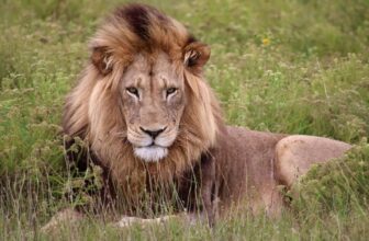 Complete Kariega Main Lodge Review