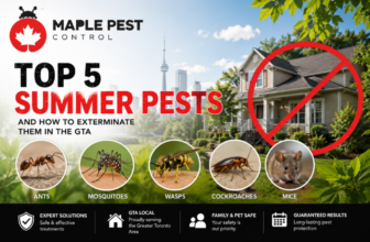 Top 5 Summer Pests in the GTA & How to Exterminate Them