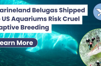 Marineland Belugas Shipped to US Aquariums Risk Cruel Captive Breeding