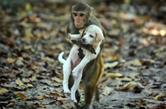 Monkeys sometimes have ‘pets’ like humans