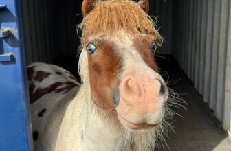 A New Trick | My Shetland
