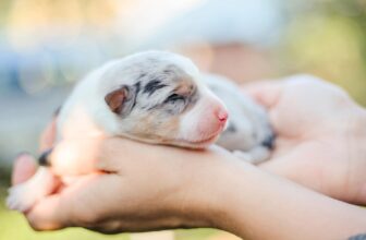 Newborn Puppy: What Are The First 24 Hours Like?