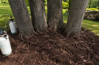 Oak Wilt Prevention for Live Oaks | Eagle Mountain Lake, Texas