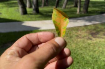 Oak Wilt Prevention for Southern Live Oaks | Lake Worth, Texas