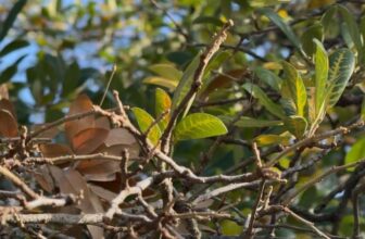 Oak Wilt Prevention for Southern Live Oaks | Mineral Wells, Texas