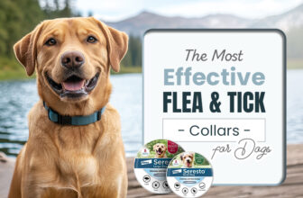 The Most Effective Flea & Tick Collars for Dogs