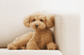 Why Your Poodle Is Secretly Terrified When You Leave — And 7 Proven Ways to Finally Help Them • Kritter Kommunity