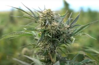 All About Natural CBD Products and CBD Oil| Green Method Farms