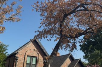 Savannah Post Oak Stress & Root Suffocation | Southlake TX