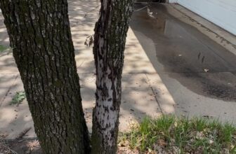 Savannah Post Oak Stress & Tree Recovery | Euless, Texas