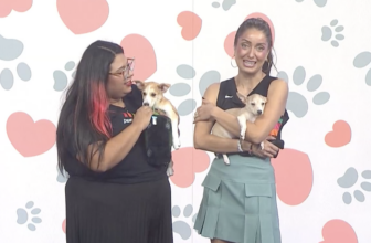 Meet Pico and Guacamole! – Animal Defense League of Texas – San Antonio